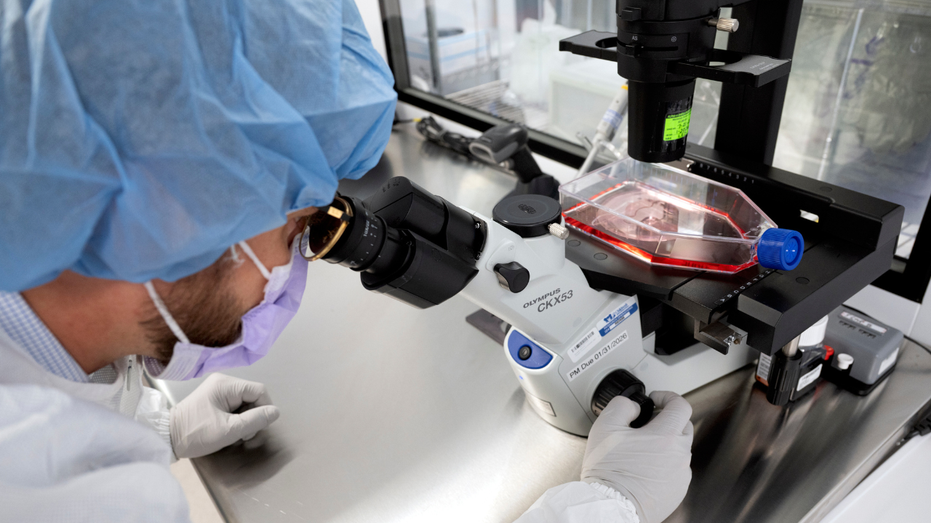 New cancer tech sends chemo straight to tumors Education VIC