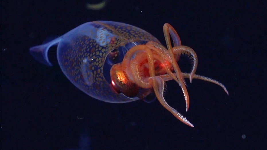 Rare colossal baby sea creature caught on camera for the first time Education VIC